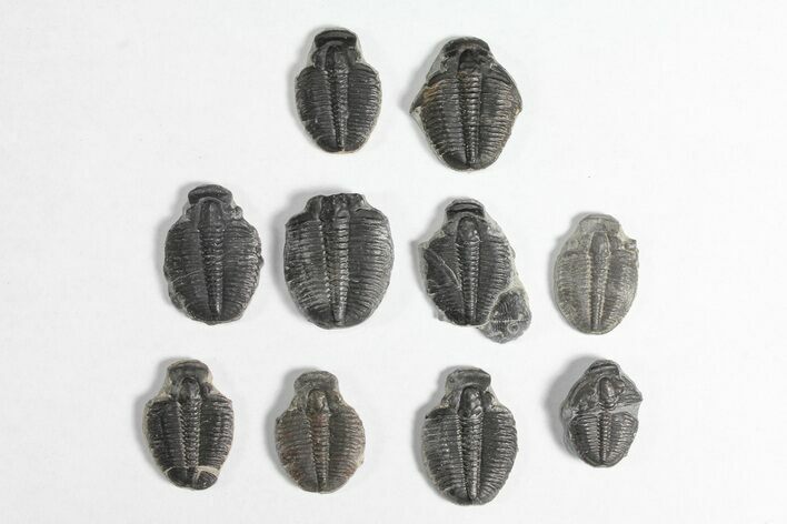 Lot: / Elrathia Trilobite Molt Fossils - Pieces #92046